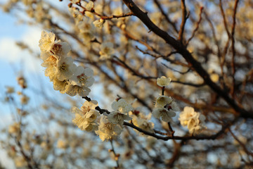梅の花