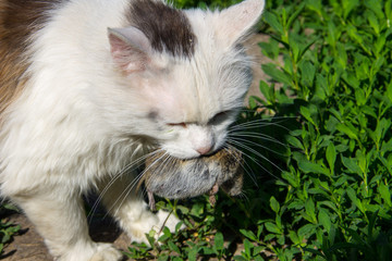 Cute cat caught a mouse and holds in teeth outdoor