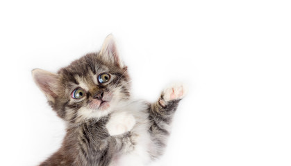little cute gray fluffy frightened kitten isolated on white background with space for text