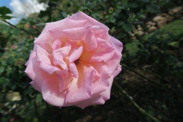 one lonely beautiful small pink rose