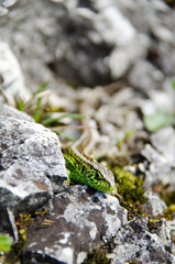 Green lizard on the rocks