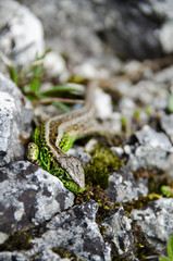 Green lizard on the rocks