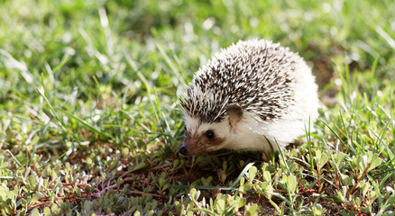  African white- bellied hedgehog © Nneirda
