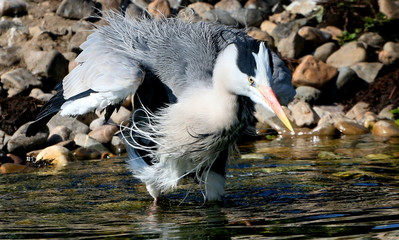 Fishing European Grey Heron (Ardea cinerea) ruffling his feathers.