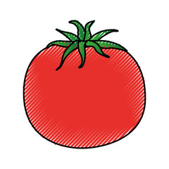tomato fresh vegetable icon vector illustration design