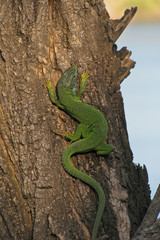 Lacerta viridis lizard basking in the evening sun on the tree trunk