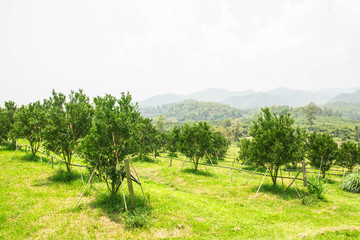 Row of orange trees planted in the garden.