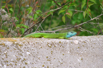 Green lizard (Lacerta viridis) watches the world while basking