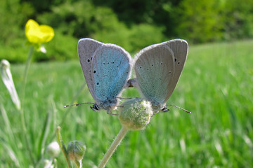 A mating pair of Green-underside blue butterflies (Glaucopsyche alexis) on a green meadow