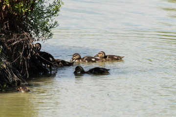 Germano reale (Anas platyrhynchos)