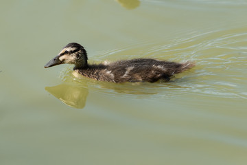 Germano reale (Anas platyrhynchos)