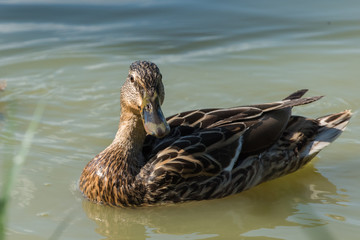 Germano reale (Anas platyrhynchos)