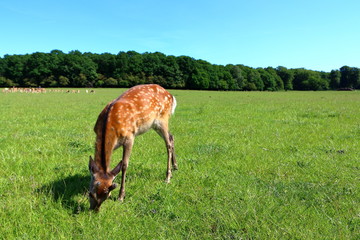 Naklejka premium Young cute deer