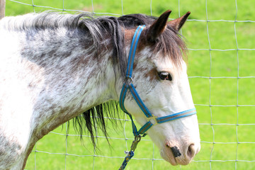 Pferd - Allgäu - Reiten - gefleckt