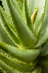 Detail of leaves of Aloe vera plant