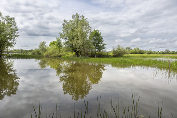 bucolic nature landscape with a lake, green vegetation and sky with cloud reflecting in the water surface, Lonjsko Polje nature park, Croatia