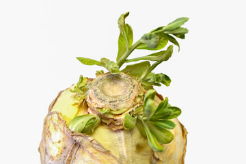 Isolated old sprouted cabbage fork