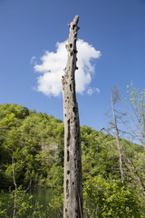 Fototapeta premium dead tree trunk and a white cloud at 