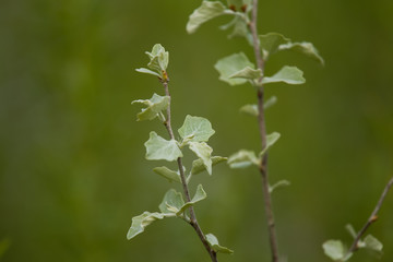A beautiful tree branches with a pale gray green leaves in spring