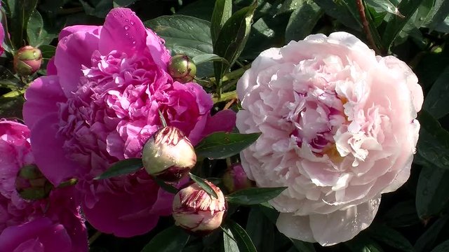 Nasse rosa und hellrosa Pfingstrosen und Pfingstrosenknospen bewegen sich leicht im Wind (Nahaufnahme)