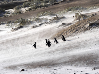  Magellanic penguin, Spheniscus magellanicus, resist the sandstorm of Sounder Island, Falkland Islands-Malvinas
