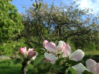 Close up apple flowers and tree in background
