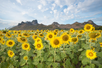sunflowers blooming in the bright blue sky, nice landscape with sunflowers