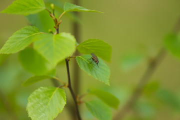 A beautiful closeup of a birch branches in spring