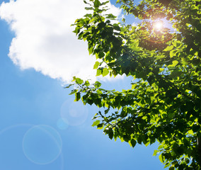 Green leaves are ripe with clouds and blue sky background. Green leaves texture. Natural background of green tree leaves.