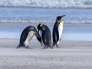 King Penguin, Aptenodytes patagonicus, of Sounder Island, Falkland Islands-Malvinas