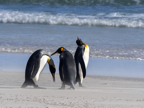 King Penguin, Aptenodytes patagonicus, of Sounder Island, Falkland Islands-Malvinas