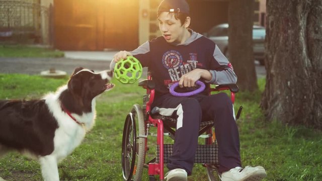 A disabled person plays with a dog, canitis therapy, disability treatment through training with a dog, Man in a wheelchair