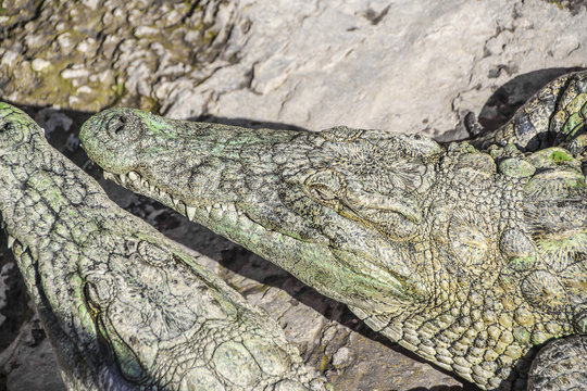 Krokodile