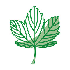 leaf plant seasonal icon vector illustration design