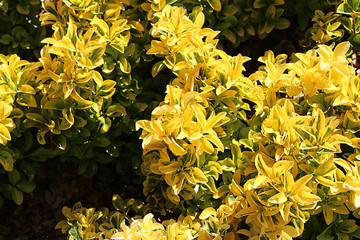 yellow flowers