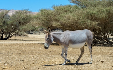 Somali wild donkey (Equus africanus). This species is extremely rare both in nature and in...