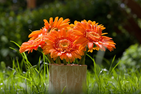 Orange gerberas in a vase