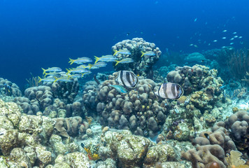 Naklejka na ściany i meble Caribbean coral reef