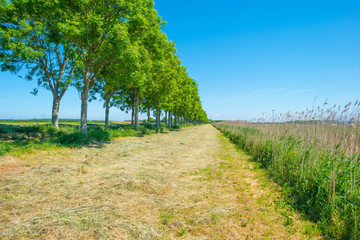 Row of trees along a field in spring