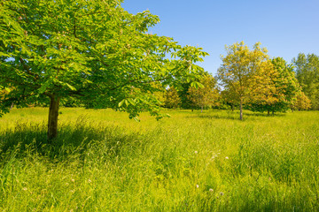 Chestnut tree in a meadow in sunlight in spring