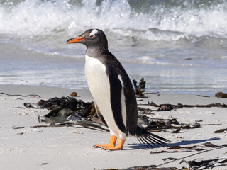 Obraz premium Gentoo puppies, Pygoscelis papua, Sounders Island, Falkland Islands-Malvinas