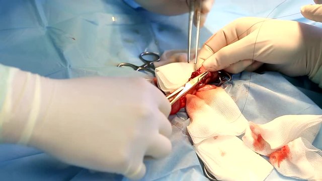 Animal surgery, Cat operation 
