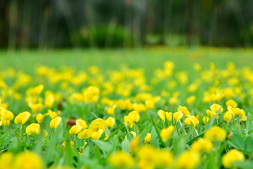 Blurry Spring Background. Nature Background. Yellow Flowers