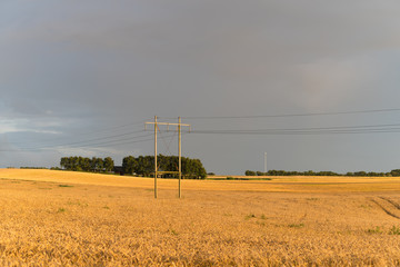 Fototapeta premium wheat field in denmark