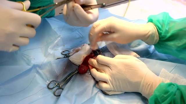 Animal surgery, Cat operation 