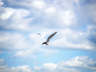 Tern in flight