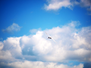 Tern in flight