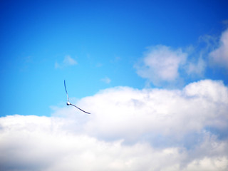 Flight