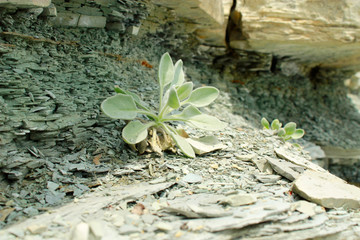 The plant on the stone