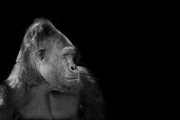 Black and White Gorilla with copy space